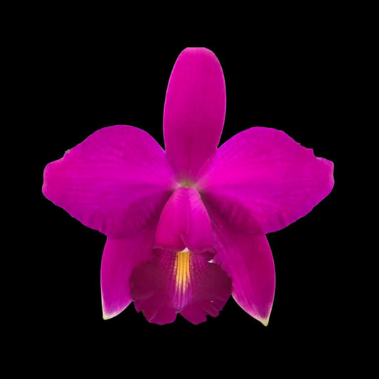 Cattleya violacea var. semi alba ‘Icabaru’ AM/AOS x var. rubra ‘Jean Wilson’ FCC/AOS Cattleya La Foresta Orchids