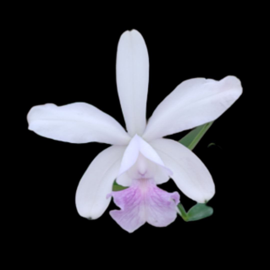 Cattleya walkeriana 'Midnight Blue' x Cattleya intermedia 'Blue' Cattleya La Foresta Orchids 
