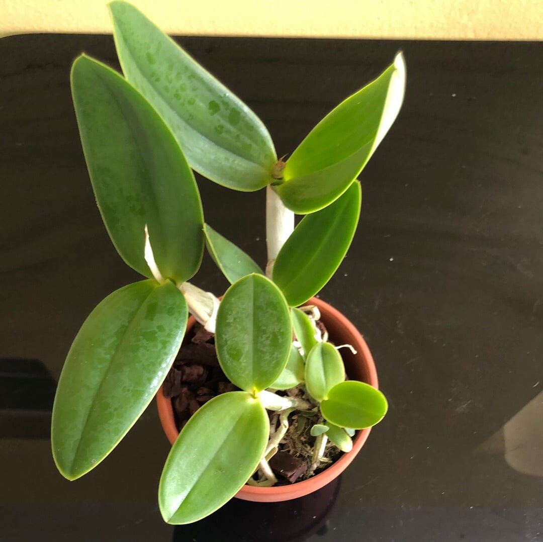Cattleya walkeriana 'Midnight Blue' x Cattleya intermedia 'Blue' Cattleya La Foresta Orchids