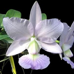 Cattleya walkeriana 'Midnight Blue' x Cattleya intermedia 'Blue' Cattleya La Foresta Orchids 