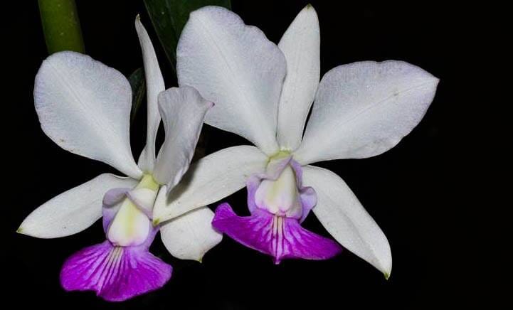 Cattleya walkeriana var. semi alba Cattleya La Foresta Orchids 