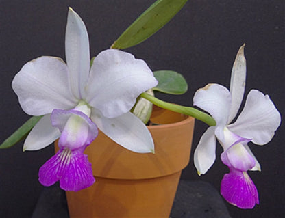 Cattleya walkeriana var. semi alba Cattleya La Foresta Orchids 