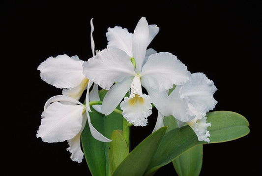 Cattleya warneri var. alba 'Claire' AM/AOS x Cattleya gravesiana var. alba Cattleya La Foresta Orchids