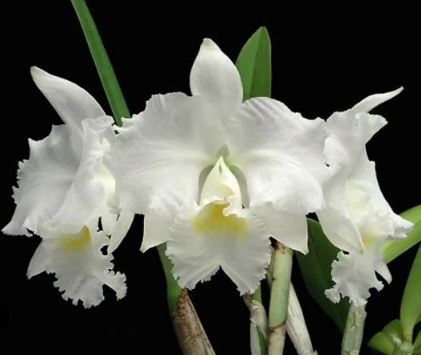 Cattleya warneri var. alba 'Claire' AM/AOS x Cattleya gravesiana var. alba Cattleya La Foresta Orchids 