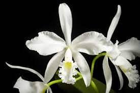 Cattleya warneri var. alba 'Mauna Kea' x 'Claire' Cattleya La Foresta Orchids 