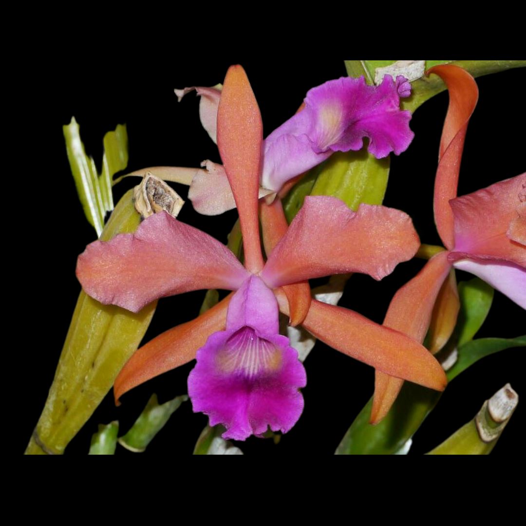 Cattleya warneri × Cattleya tenebrosa Cattleya La Foresta Orchids 