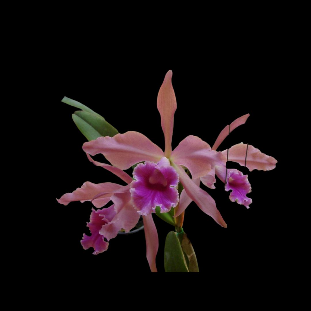 Cattleya warneri × Cattleya tenebrosa Cattleya La Foresta Orchids 