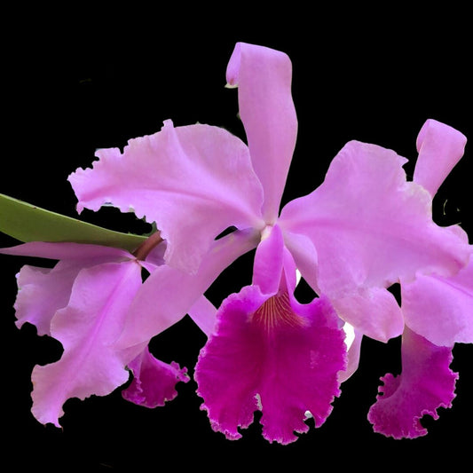 Cattleya warneri × Cattleya warscewiczii var. tipo Cattleya La Foresta Orchids 