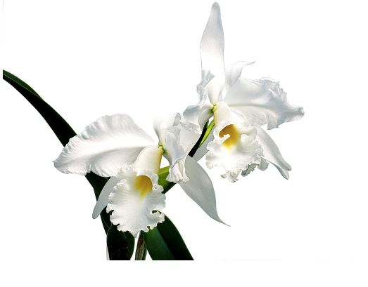 Cattleya warscewiczii alba `Gabriel Amaru' FCC/AOS x Cattleya maxima alba `Mem. Ellen Oliveros' AM/AOS Cattleya La Foresta Orchids