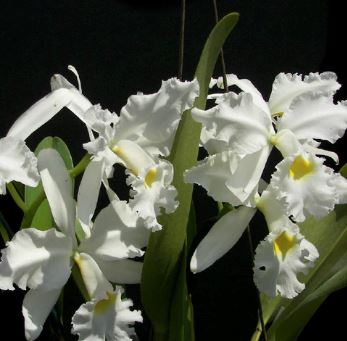 Cattleya warscewiczii alba `Gabriel Amaru' FCC/AOS x Cattleya maxima alba `Mem. Ellen Oliveros' AM/AOS Cattleya La Foresta Orchids 