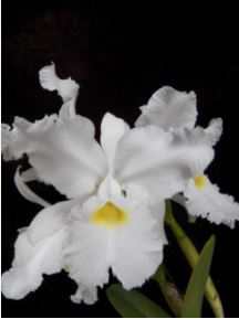 Cattleya warscewiczii var. alba Cattleya La Foresta Orchids 