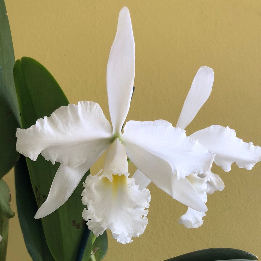 Cattleya warscewiczii var. alba x Cattleya maxima var. alba - In BUD! Cattleya La Foresta Orchids
