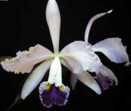 Cattleya warscewiczii var. coerulea x Cattleya purpurata var. werkhauserii Cattleya La Foresta Orchids 