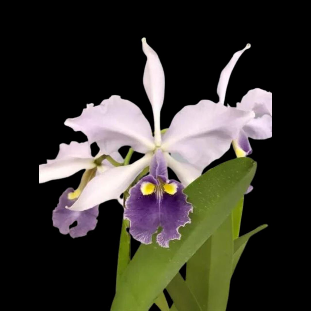 Cattleya warscewiczii var. coerulea x Cattleya purpurata var. werkhauserii Cattleya La Foresta Orchids 