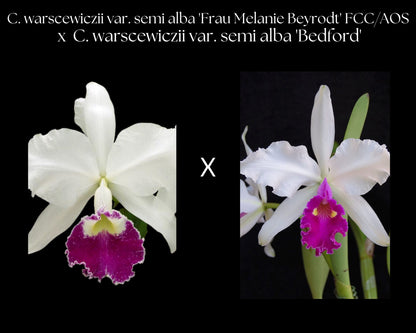 Cattleya warscewiczii var. semi alba 'Frau Melanie Beyrodt' FCC/AOS x 'Bedford' Cattleya La Foresta Orchids 