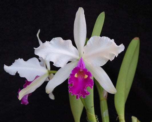 Cattleya warscewiczii var. semi alba 'Frau Melanie Beyrodt' FCC/AOS x 'Bedford' Cattleya La Foresta Orchids