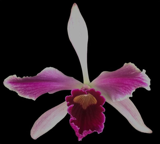 Cattleya warscewiczii var. tipo 'Alexander's var.' x Cattleya purpurata var. flammea Cattleya La Foresta Orchids