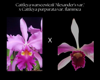 Cattleya warscewiczii var. tipo 'Alexander's var.' x Cattleya purpurata var. flammea Cattleya La Foresta Orchids 