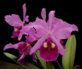 Cattleya warscewiczii var. tipo Cattleya La Foresta Orchids 