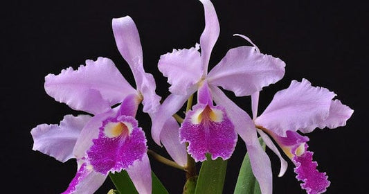 Cattleya warscewiczii var. tipo Cattleya La Foresta Orchids