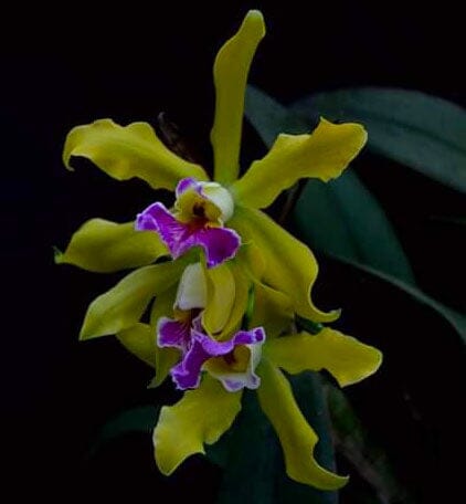 Cattleya xanthina x Cattleya schilleriana Cattleya La Foresta Orchids