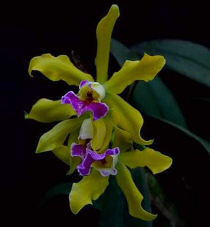 Cattleya xanthina x Cattleya schilleriana Cattleya La Foresta Orchids 