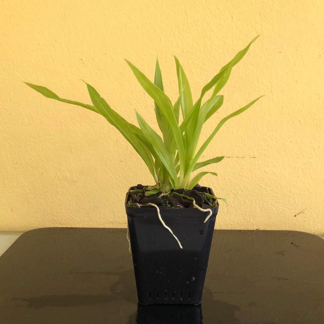 Cochleanthes aromatica Cochleanthes La Foresta Orchids