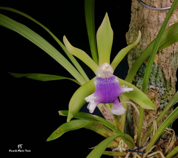 Cochleanthes aromatica Cochleanthes La Foresta Orchids 