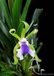 Cochleanthes aromatica Cochleanthes La Foresta Orchids 