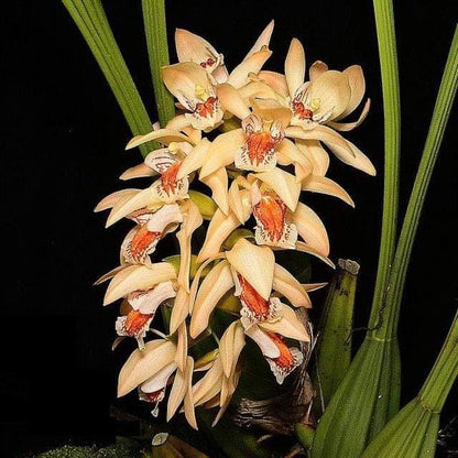Coelogyne asperata Coelogyne La Foresta Orchids 