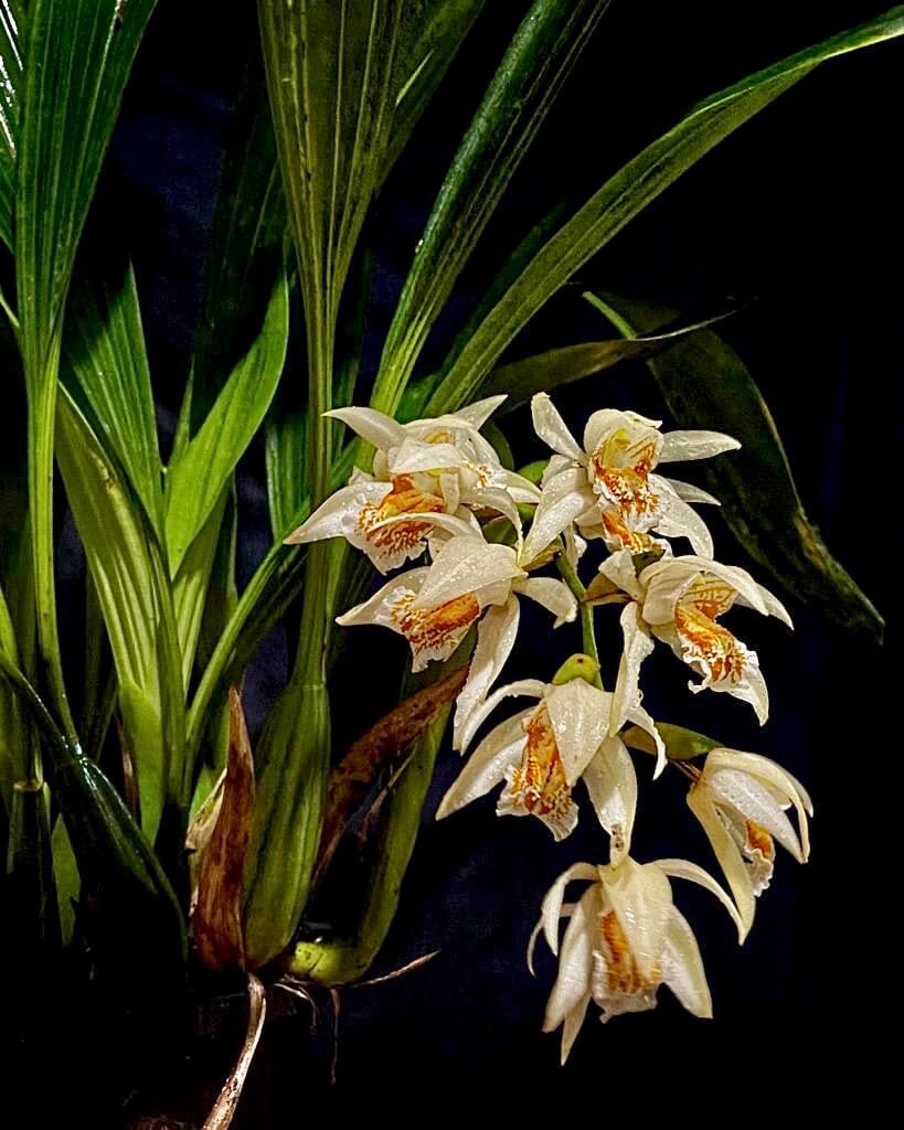 Coelogyne asperata Coelogyne La Foresta Orchids 