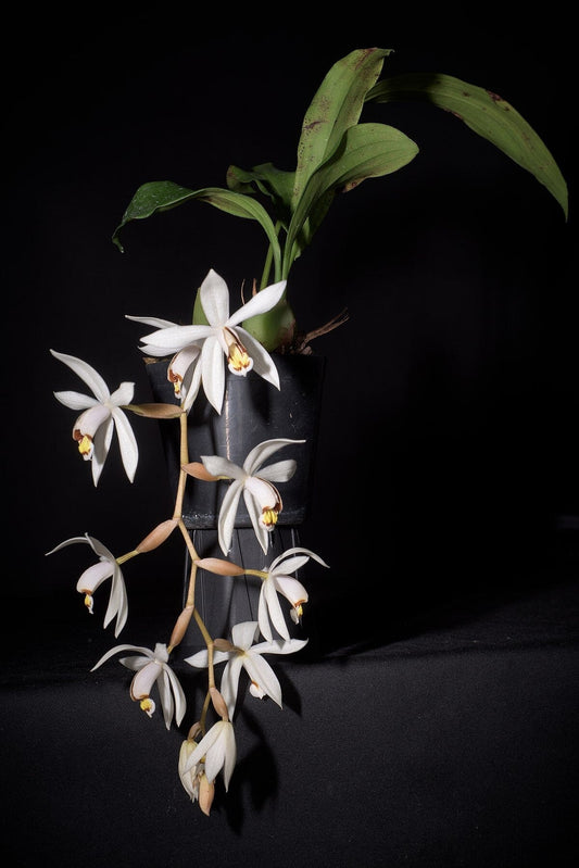 Coelogyne kaliana Coelogyne La Foresta Orchids