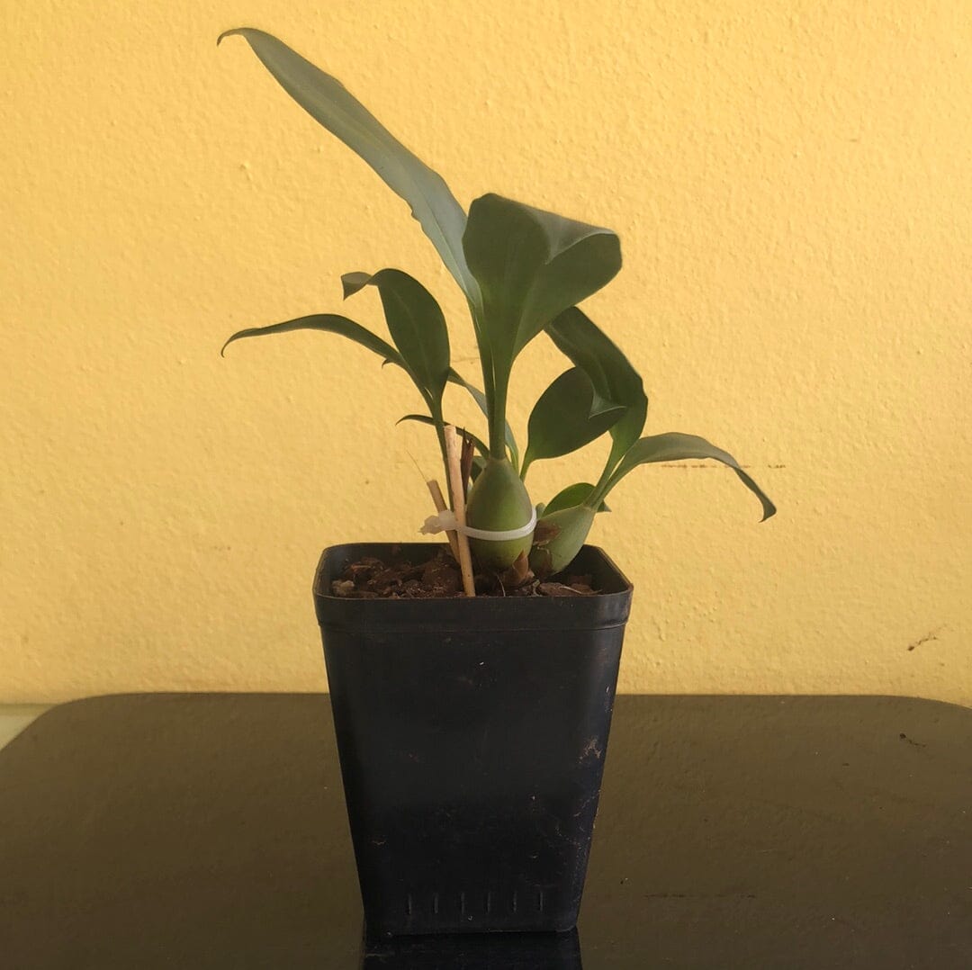 Coelogyne kaliana Coelogyne La Foresta Orchids