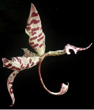 Cycnoches pentadactylon Cycnodes La Foresta Orchids