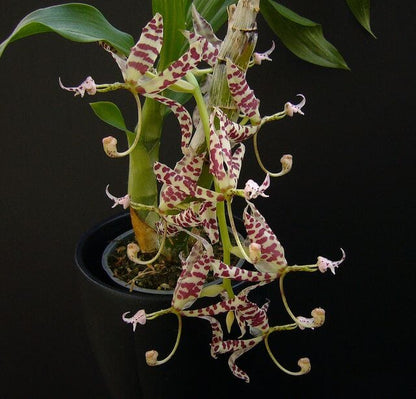 Cycnoches pentadactylon Cycnodes La Foresta Orchids 