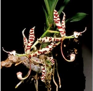 Cycnoches pentadactylon Cycnodes La Foresta Orchids 