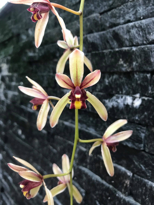 Cymbidium Tavoy var. semi alba x Cymbidium dayanum var. album Cymbidium La Foresta Orchids