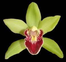 Cymbidium Valentine's Love Cymbidium La Foresta Orchids