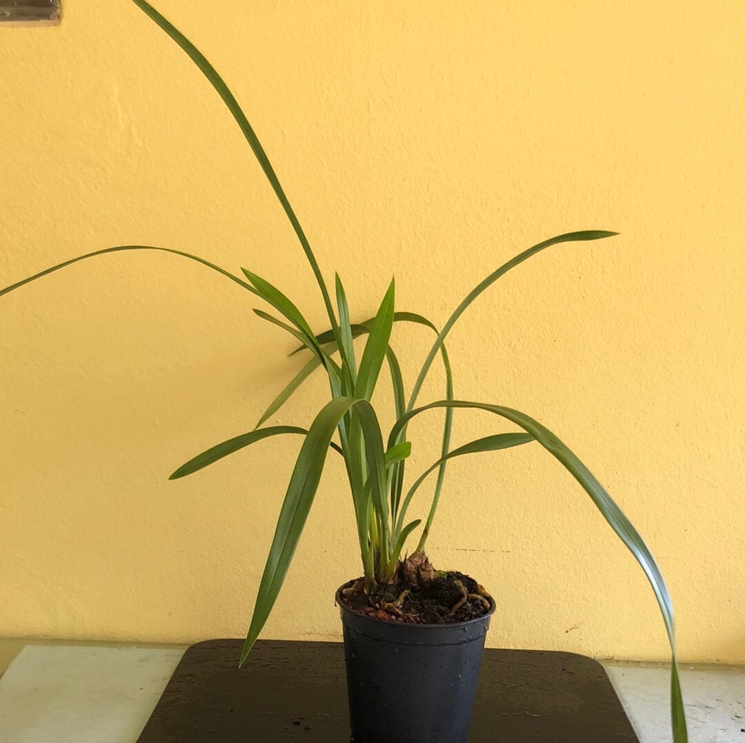 Cymbidium Valentine's Love Cymbidium La Foresta Orchids