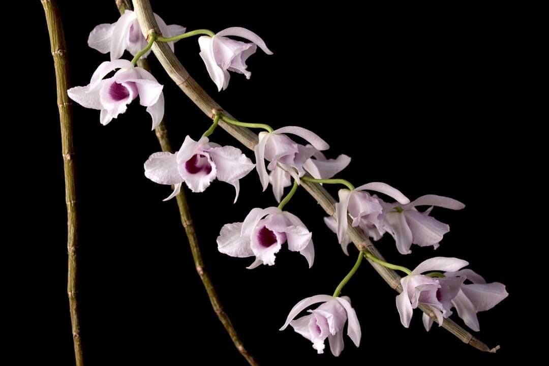 Dendrobium anosmum huttonii var. coerulea Dendrobium La Foresta Orchids 