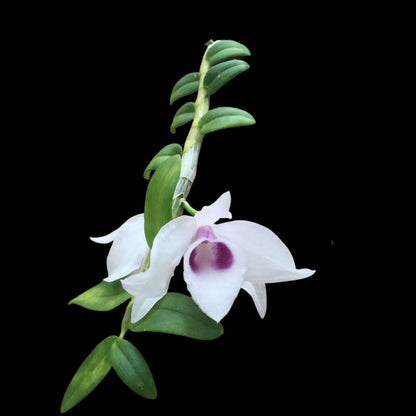 Dendrobium anosmum var. huttonii var coerulea Dendrobium La Foresta Orchids 