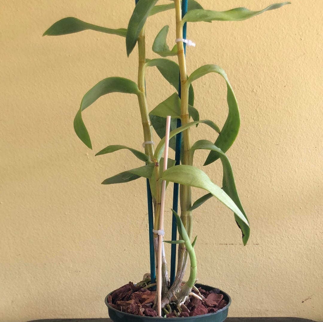 Dendrobium antennatum Dendrobium La Foresta Orchids