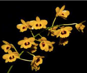 Dendrobium chrysotoxum var. suavissimum Dendrobium La Foresta Orchids 