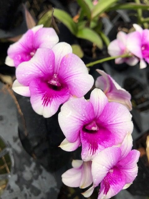 Dendrobium cretaceum × Dendrobium parishii Dendrobium La Foresta Orchids