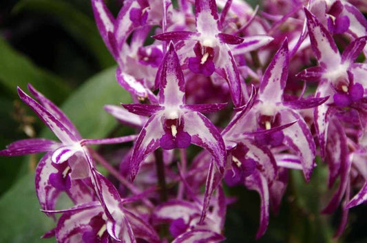 Dendrobium Gillieston Jazz × Dendrobium Victorian Bride Dendrobium La Foresta Orchids 