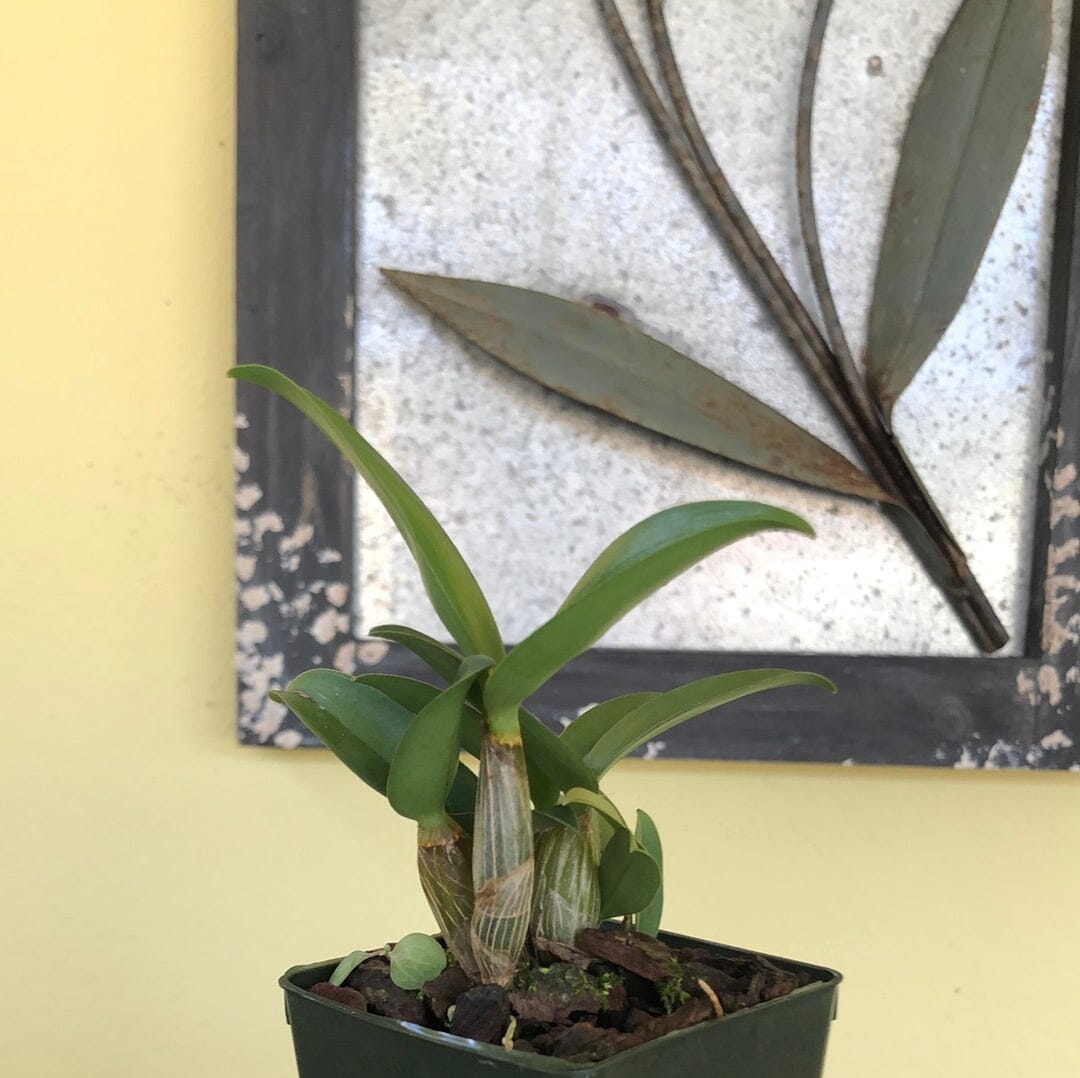 Dendrobium Gillieston Jazz × Dendrobium Victorian Bride Dendrobium La Foresta Orchids