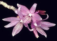 Dendrobium gonzalesii Dendrobium La Foresta Orchids