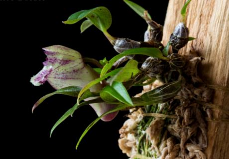 Dendrobium hekouense Dendrobium La Foresta Orchids