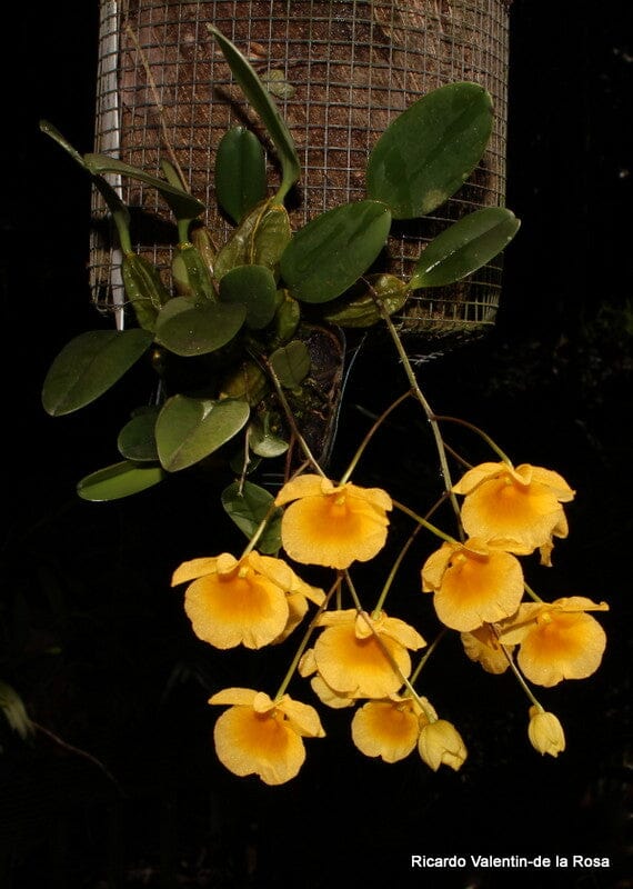 Dendrobium lindleyi Dendrobium La Foresta Orchids 