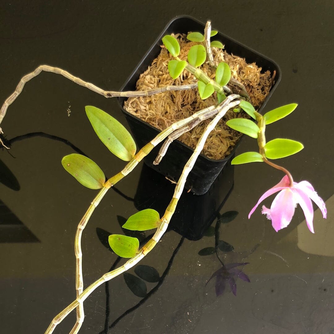 Dendrobium loddigesii Dendrobium La Foresta Orchids